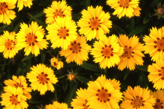 Yellow flowers blooming together in - a yellow center free wallpaper
