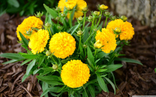 Yellow flowers garden leaves mulch - a garden area free wallpaper