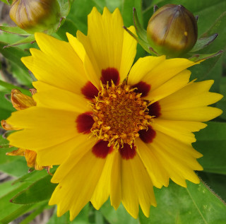 Yellow flower red center summer - betye saar free wallpaper for tablet
