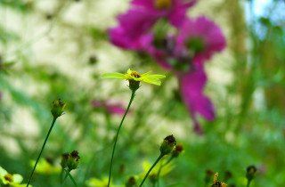 Close up flower field blurry - a blurry background of grass free wallpaper