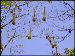Birds hanging tree sky no - a bunch of birds free wallpaper