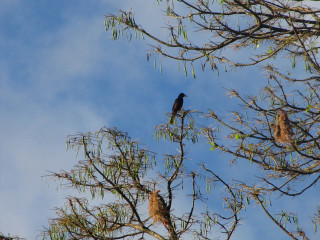 Bird tree branch sky background - a few leaf free wallpaper