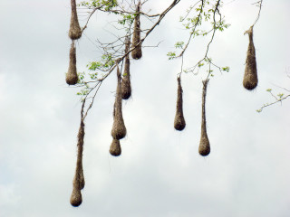 Birds hanging tree branch no - arthouse free wallpaper