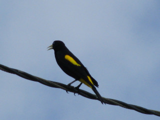 Black yellow white bird wire - yellow free wallpaper