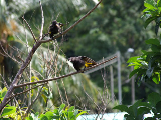 Birds branch tree leaves fence - two bird free wallpaper