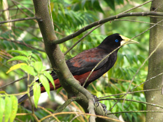 Yellow beak bird on branch - a tree branch in a forest free wallpaper
