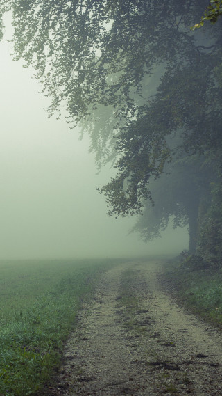 Dirt road tree foggy bench - the foggy day free wallpaper for mobile