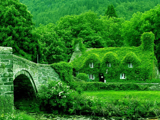 Enchanted ivy house bridge river - a river and trees free wallpaper