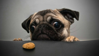 Pug dog table peanut cookie - a pug dog free wallpaper