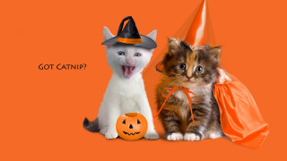 Halloween cats pumpkin witchhat orange - spooky free wallpaper