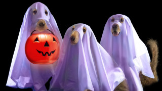 Dogs ghost costumes pumpkin mouth - free halloween wallpaper