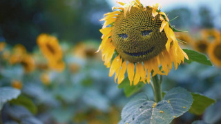 Sunflower smiley face field sky - a sunflower free wallpaper