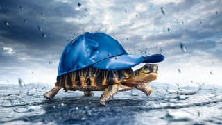 Turtle bluehat rainwater photorealistic beach - free rain wallpaper for desktop