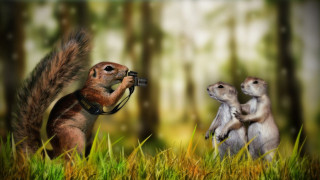 Squirrel taking picture two squirrels 2 - a squirrel free wallpaper