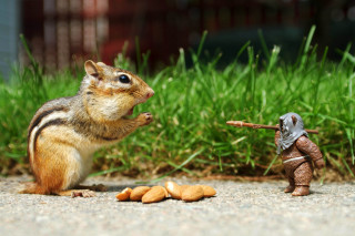 Squirrel toy soldier eating peanuts - a squirrel free wallpaper