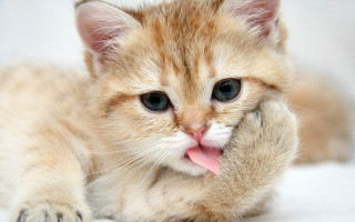 Kitten blanket tongue glamor carlos - glamor pose free wallpaper
