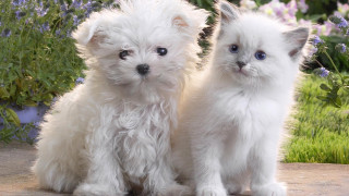Two white kittens stone slab - flower and grass free wallpaper