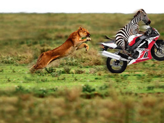 Lion chasing motorcycle zebra field 2 - a zebra free wallpaper