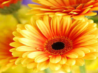 Close up flowers blurry background 7 - a close up of a bunch free wallpaper for desktop