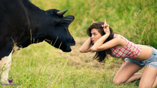 Woman kneeling cow field grass - her shoulder free wallpaper