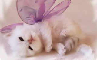 White kitten purple butterfly purple - its tail free wallpaper