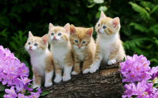 Kittens log garden purple flowers 5 - funny free wallpaper