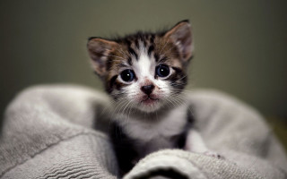 Small kitten sad blanket looking - a blanket free wallpaper