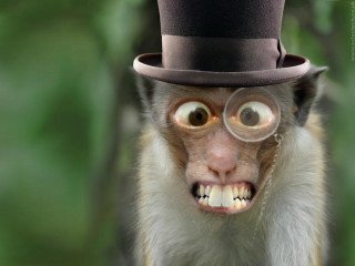 Monkey top hat glasses nose - a monkey with free wallpaper