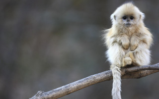 Small monkey sitting branch legs - its leg free wallpaper