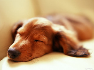 Dog sleeping couch pillow eyes - tranquil free wallpaper