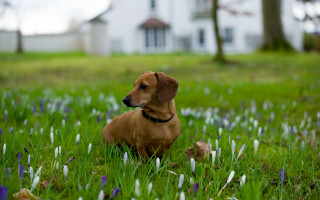 Dog sitting grass house field - a house free wallpaper