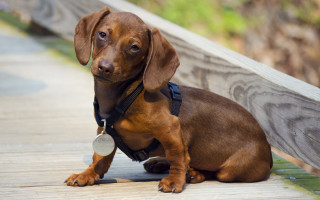 Brown dog wooden walkway fence - a tag free wallpaper