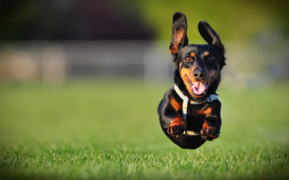 Dog running grass tongue out - its mouth free wallpaper