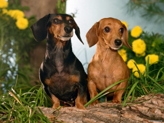 Two dogs sitting log grass - two dog free wallpaper