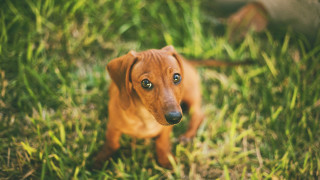 Small brown dog green grass - a lush green field of grass next free wallpaper