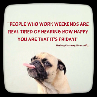Pug tongue quote famous author - free dogs wallpaper for tablet