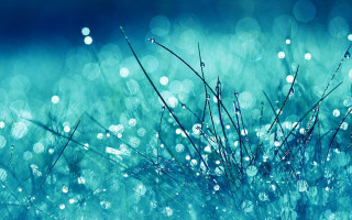Grass waterdrops blue background blurry - fiona stephenson free wallpaper