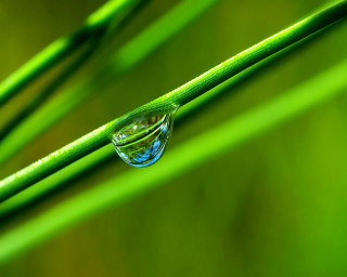 Water drop green plant stem - a green plant stem free wallpaper