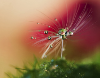 Dandelion water drops pink background - drop of water free wallpaper