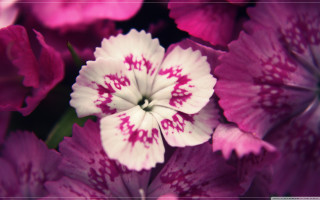 Close up pink white flowers - a green stem in the foreground free wallpaper