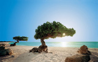 Tree beach sunshine branches ocean - the ocean in the background free wallpaper for desktop