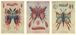 Moths insects drawings lace border - a sheet of paper free wallpaper