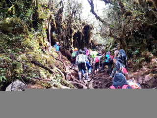 Hikers steep hill woods backpacks - jungle free wallpaper