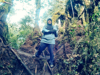 Woman tree branch woods arms - jungle free wallpaper