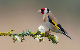 Bird perched branch white flowers 2 - a brown background behind free wallpaper