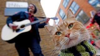 Cat sweater guitar man playing - a street corner free wallpaper