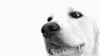 Dog closeup white background black - a black nose and nose ring free wallpaper