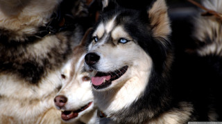 Two dogs blue eyes black - two dog free wallpaper