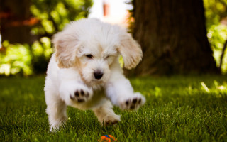 Puppy running grass ball mouth - a ball free wallpaper for desktop