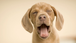 Dog mouth open tongue out - morning free wallpaper